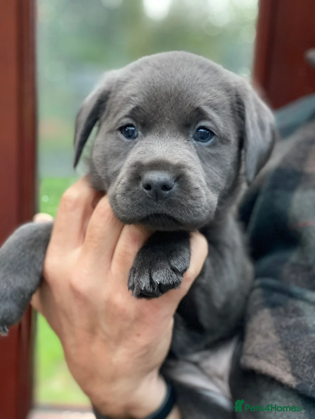 Labrador Retriever dogs for sale: ⭐️ KC REG VET CHECK,  PUPPY PACK PUPPY FOOD - Advert 2