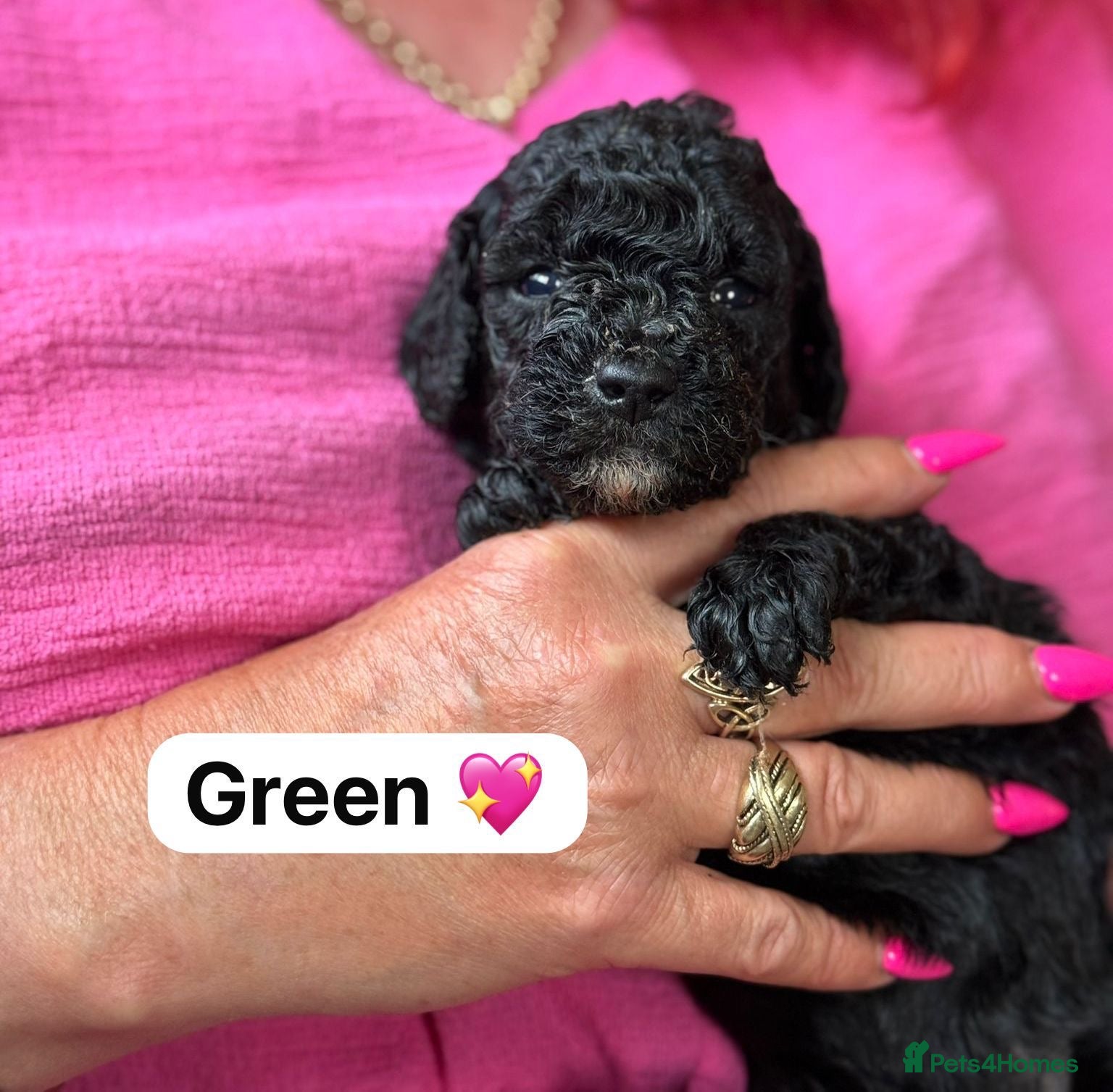 Mixed Breed dogs Adorable Poodle Puppies - Advert 17