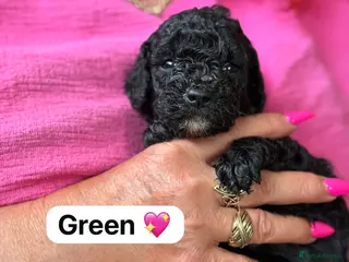 Mixed Breed dogs Adorable Poodle Puppies - Advert 17