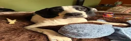 Mixed Breed dogs for sale: 6 month old male springer spaniel x foxhound  in Pontefract - Advert 2