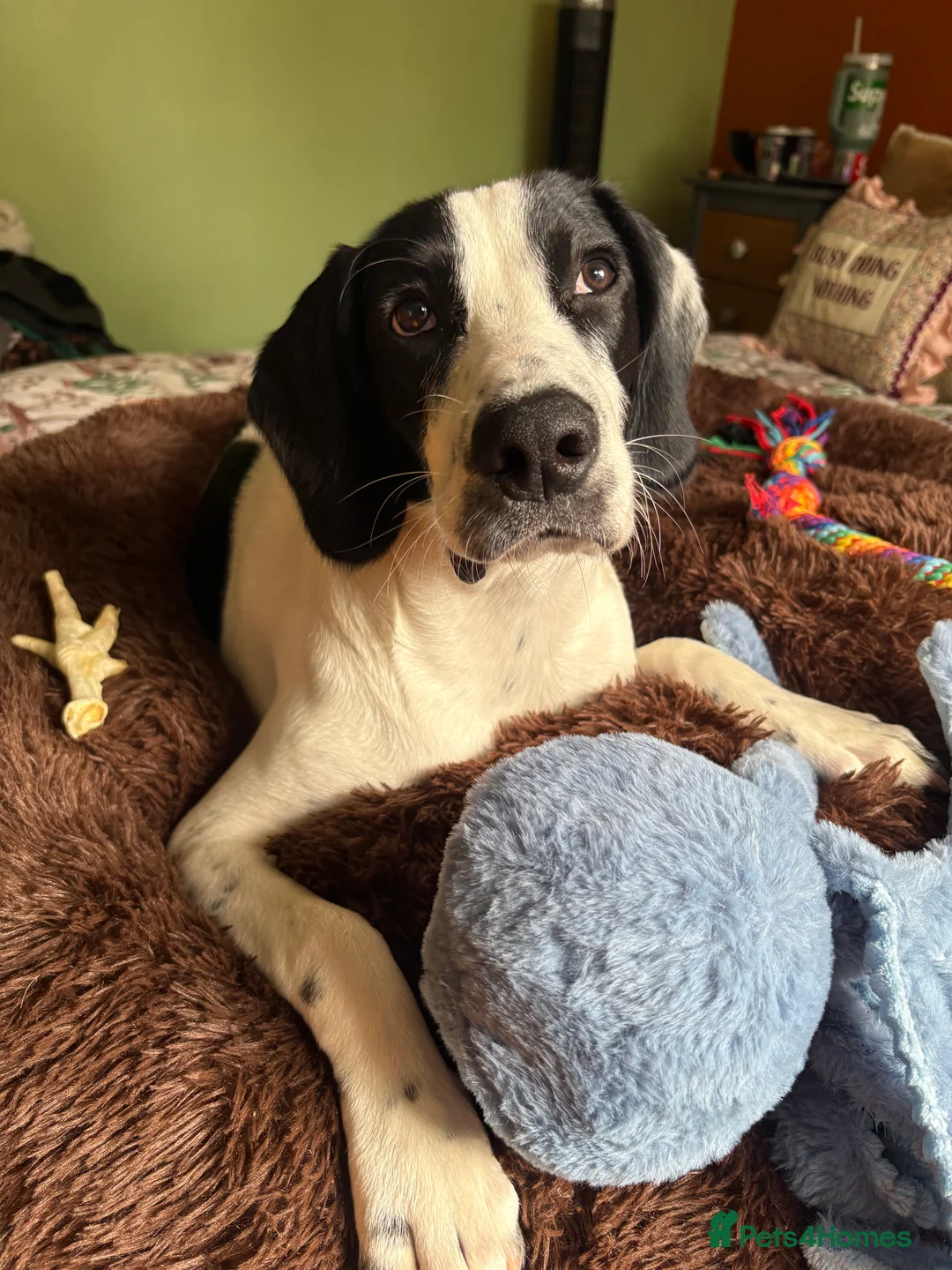 Mixed Breed dogs for sale: 6 month old male springer spaniel x foxhound  in Pontefract - Advert 2