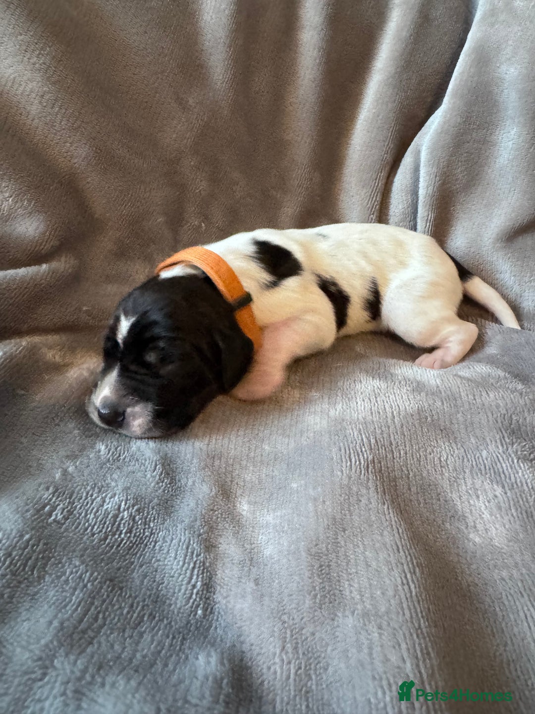 Braque D’Auvergne dogs for sale: Super litter of Braque d’Auvergne - Advert 4