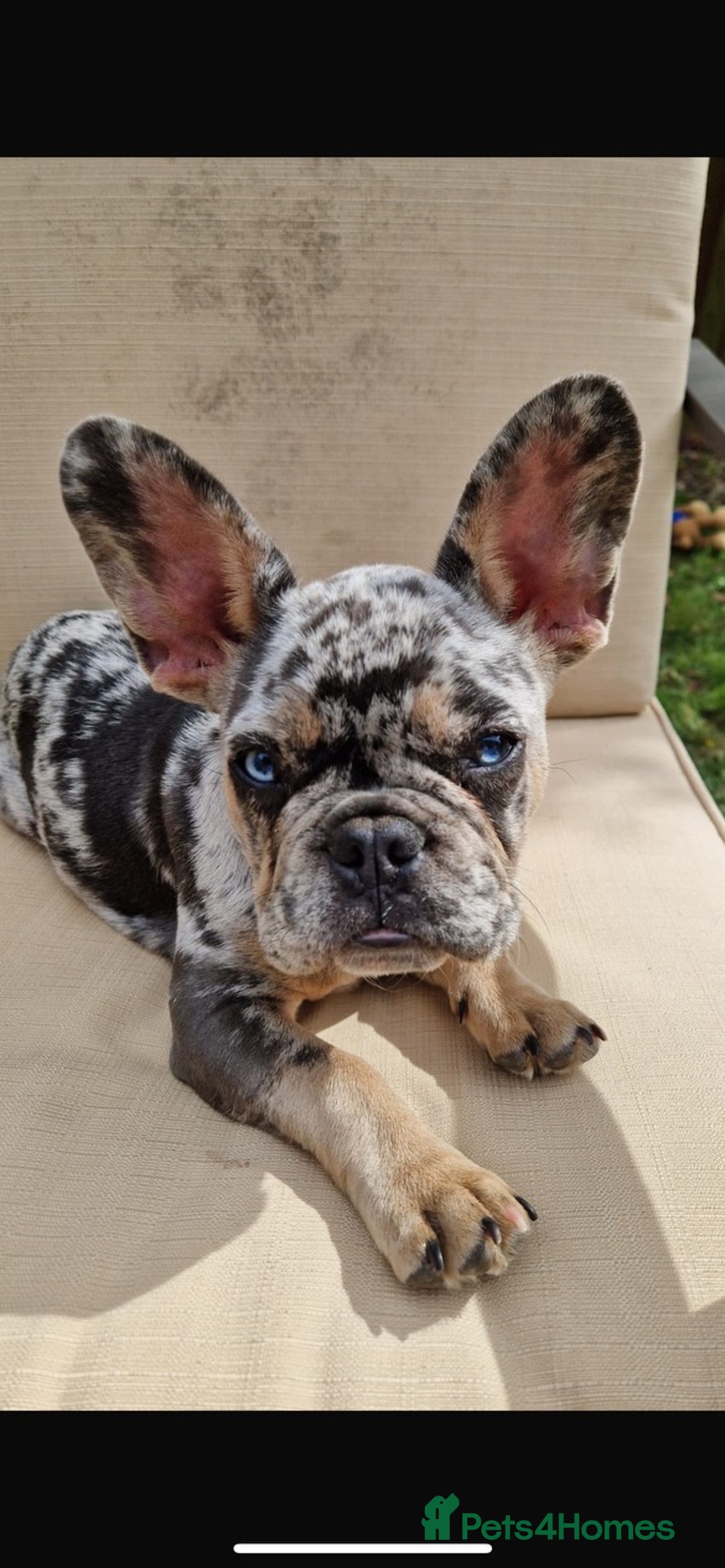 French Bulldog dogs for stud: 💎Blue & Tan 🤎 Merle French bulldog stud 🧬🔥 in Manchester - Image 5