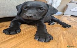 Labrador Retriever dogs for sale: Last black lab bitches available  - Image 14