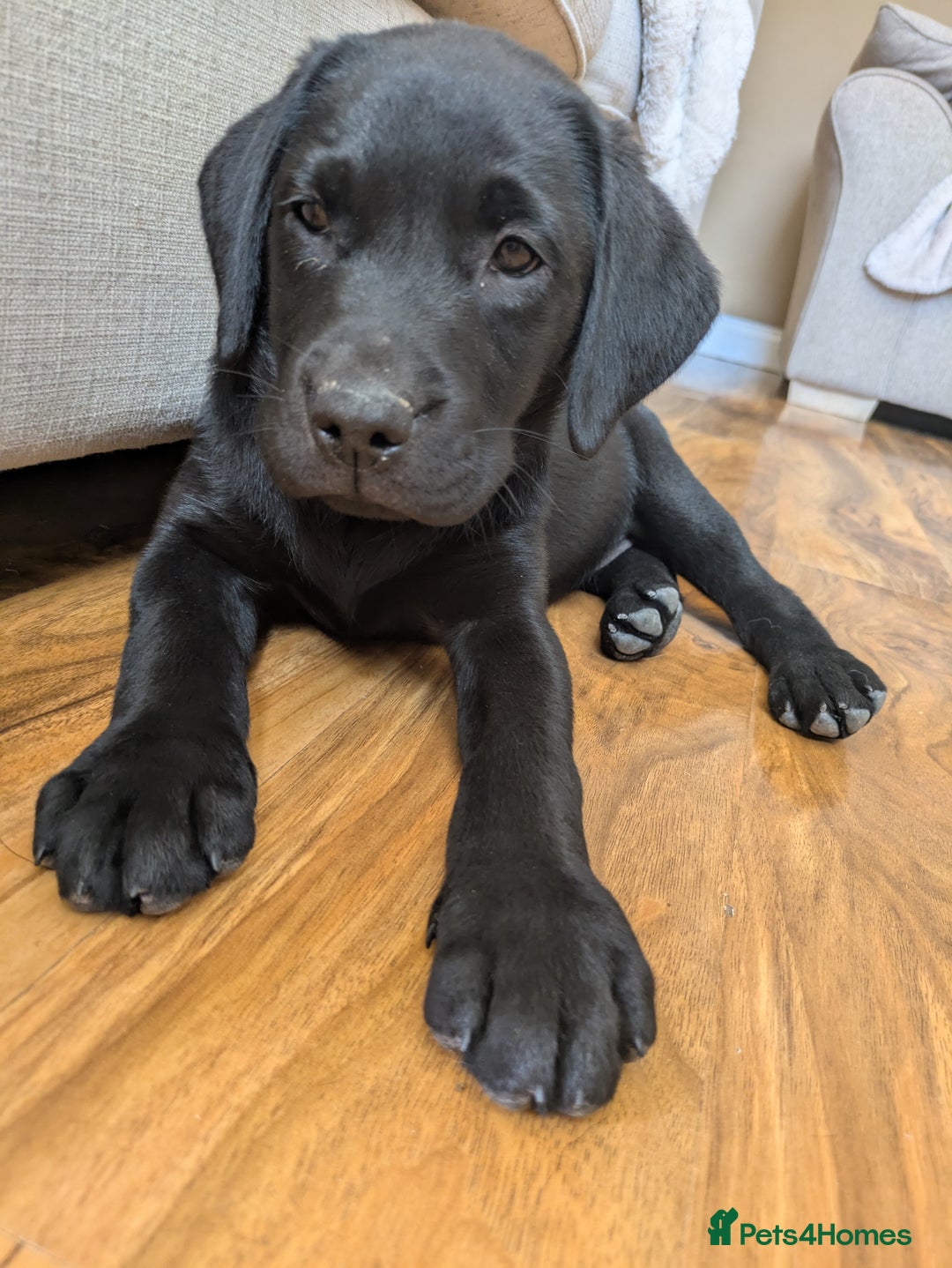 Labrador Retriever dogs for sale: Last black lab bitches available  - Image 14