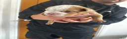 English Bulldog dogs for sale: 🍫Outstanding choc English bulldogs 🌟⭐️⭐️ - Advert 20