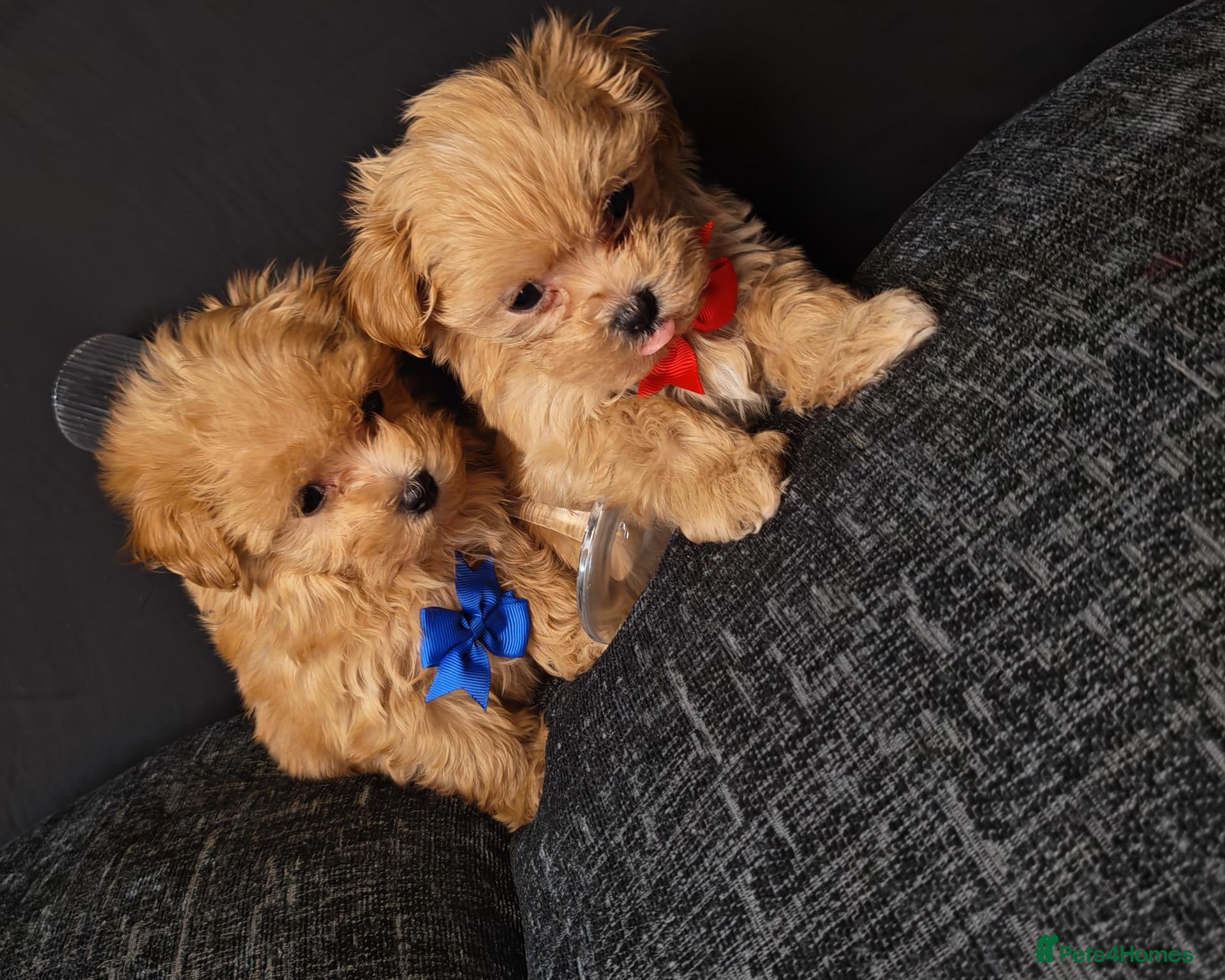 Maltipoo dogs Maltipoo Miny ready to Leave soon - Advert 6