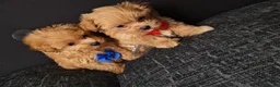 Maltipoo dogs for sale: Maltipoo Miny ready to Leave soon - Advert 11