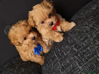 Maltipoo dogs Maltipoo Miny ready to Leave soon - Advert 6