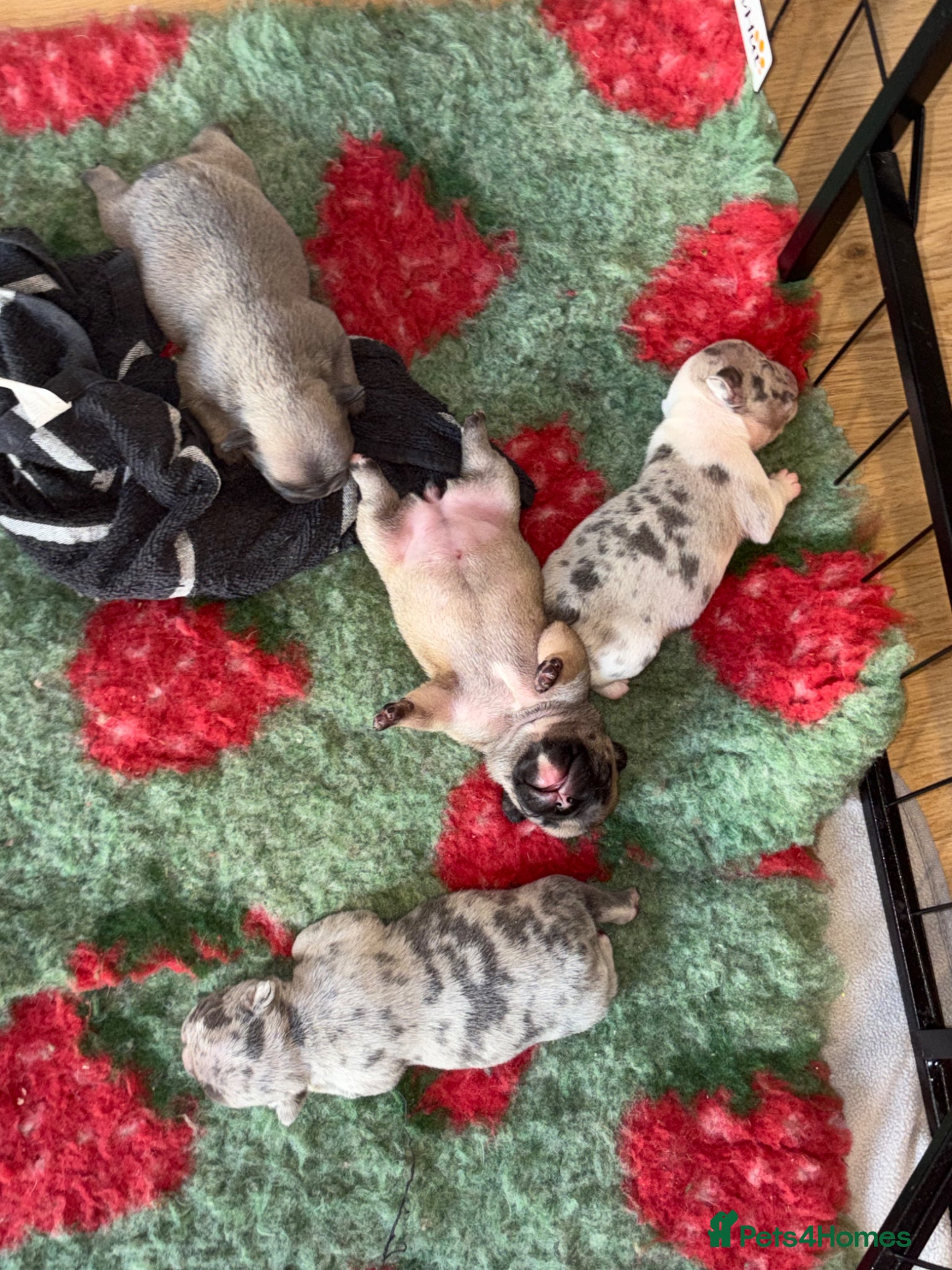 French Bulldog dogs 4 frenchie pups  - Advert 19