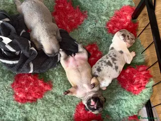 French Bulldog dogs 4 frenchie pups - Advert 19