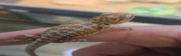 Bearded Dragon reptiles for sale: Red Monster blue bar and G stripe possible Chroma  - Advert 7