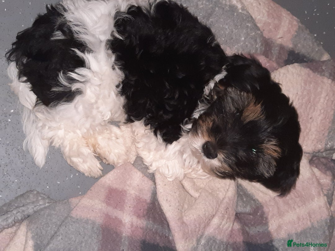 Lhasa Apso dogs for sale: 💜 REDUCED 💜 5* Kyi-Leos (Lhasa Apso/Maltese)   - Image 22