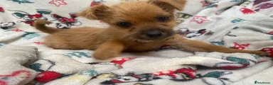 Mixed Breed 1