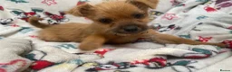 Mixed Breed dogs for sale: Jack Russell/ Yorkshire terrier puppy’s  in Pontypool - Advert 8