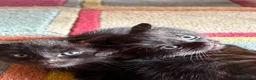 Mixed Breed cats for sale: 5 beautiful Kittens  - Advert 12
