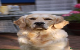 Golden Retriever dogs for stud: Duke, Proven KC registered  for stud. in Faringdon - Image 9