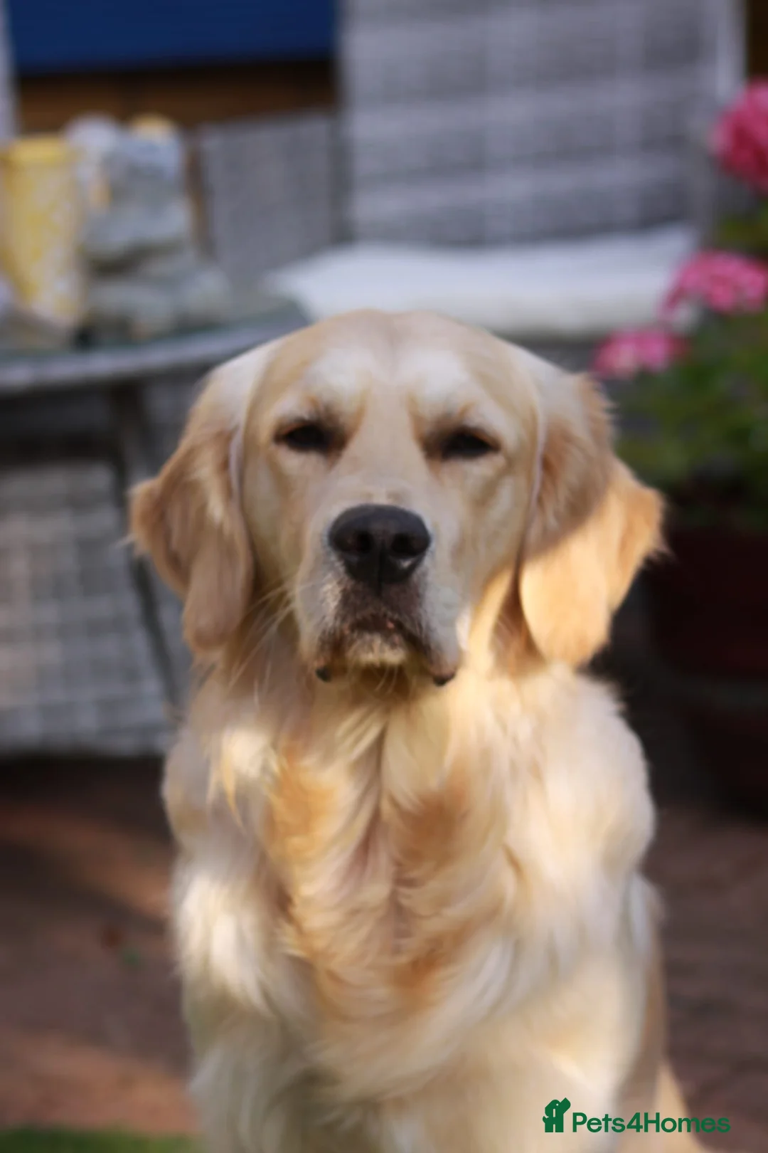 Golden Retriever dogs for stud: Duke, Proven KC registered  for stud. in Faringdon - Advert 9