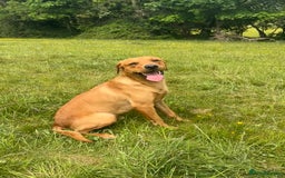 Labrador Retriever dogs for stud: Red Labrador Stud Dog - Image 21