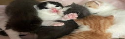 Mixed Breed cats for sale: 5 Beautiful & Friendly kittens for sale  - Advert 7