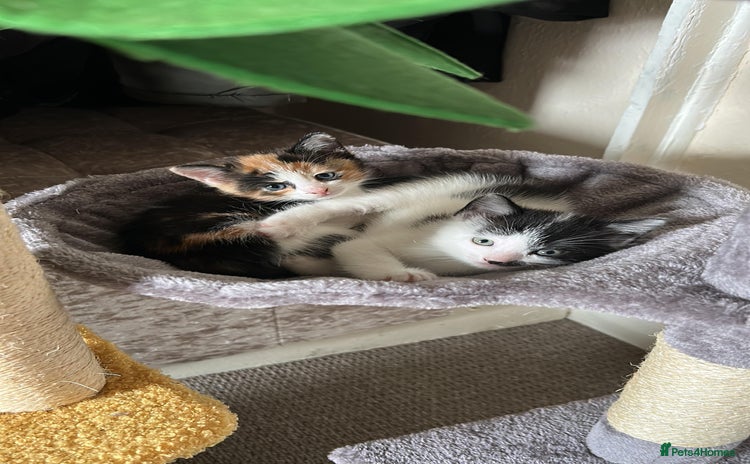 Domestic Shorthair cats - Advert 3