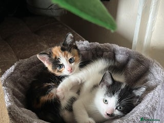 Domestic Shorthair cats - Advert 30