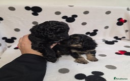 Maltipoo dogs for sale: Maltipoo Puppies 2 Beautiful Girls Available! - Image 3