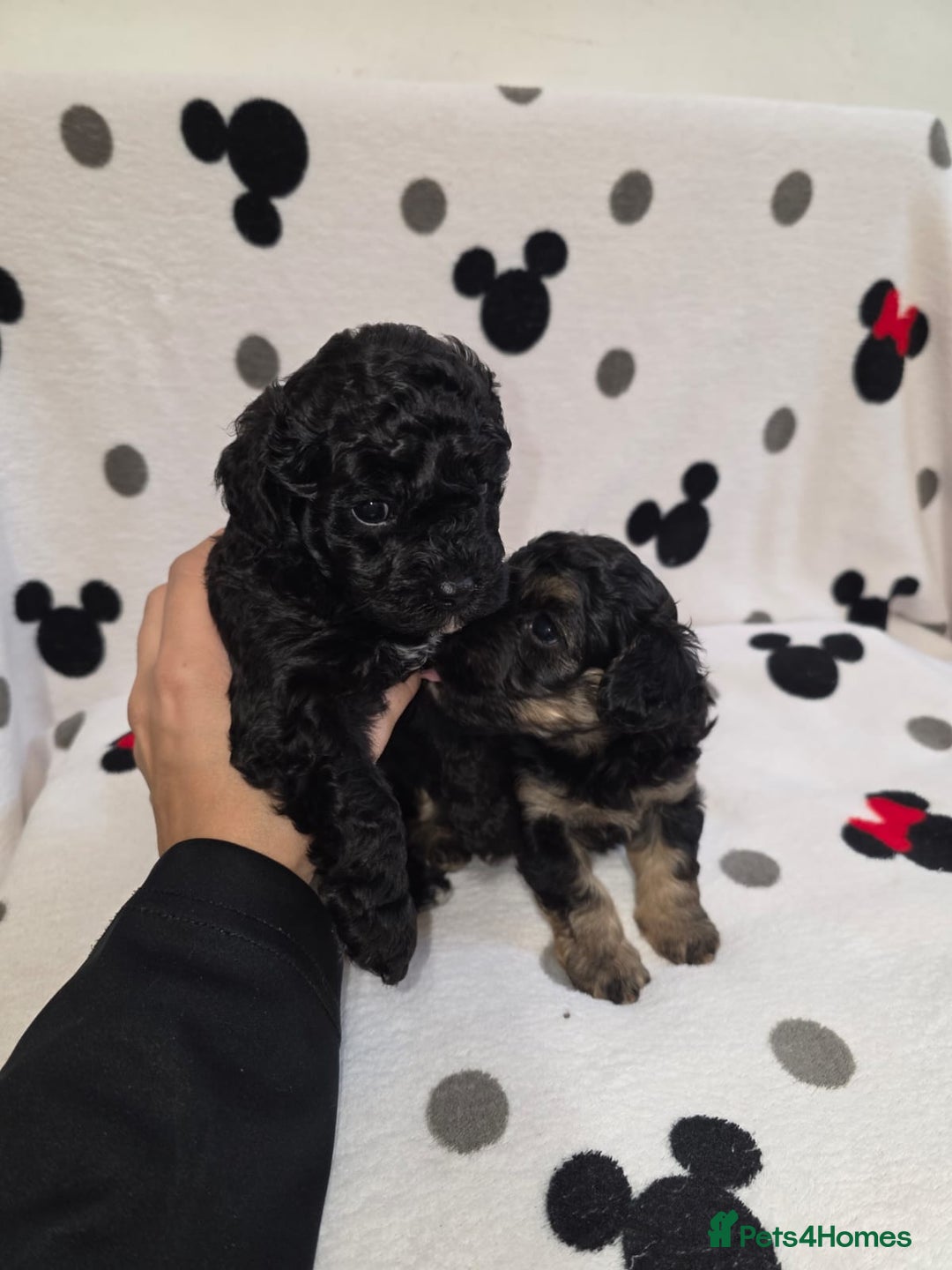 Maltipoo dogs for sale: Maltipoo Puppies 2 Beautiful Girls Available! - Image 3