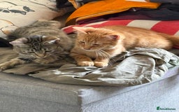 Domestic Shorthair cats for sale: Kittens looking for homes - Image 1