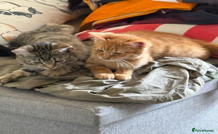 Domestic Shorthair cats - Advert 1