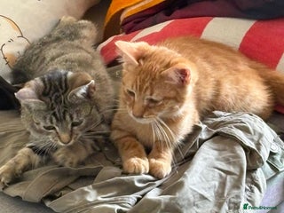 Domestic Shorthair cats - Advert 10