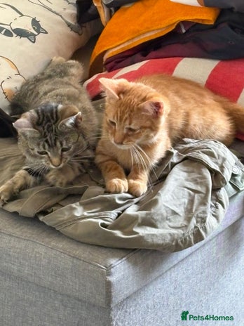 Domestic Shorthair cats - Advert 4