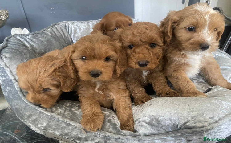 Cavapoo dogs - Advert 4