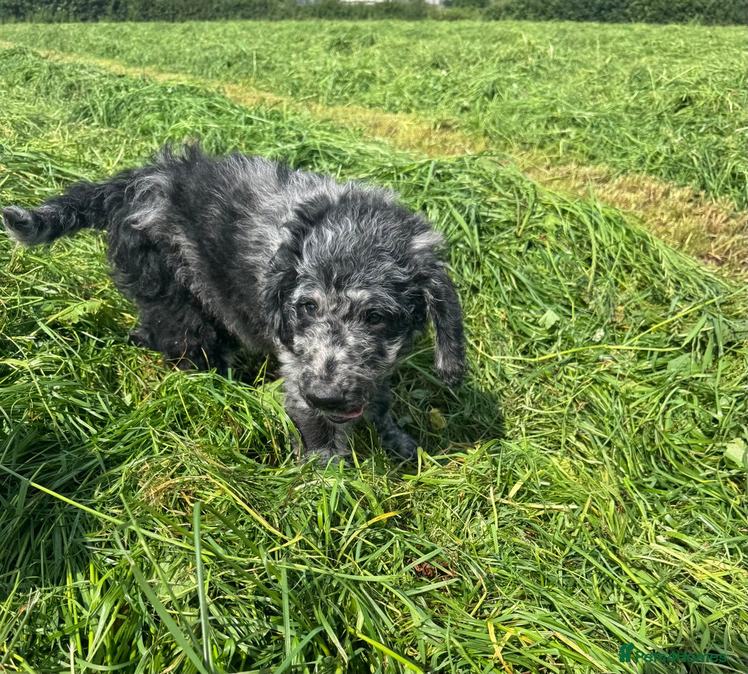 Goldendoodle dogs for sale: Stunning F1b golden doodle puppies ready to go.  in Llandeilo - Image 13