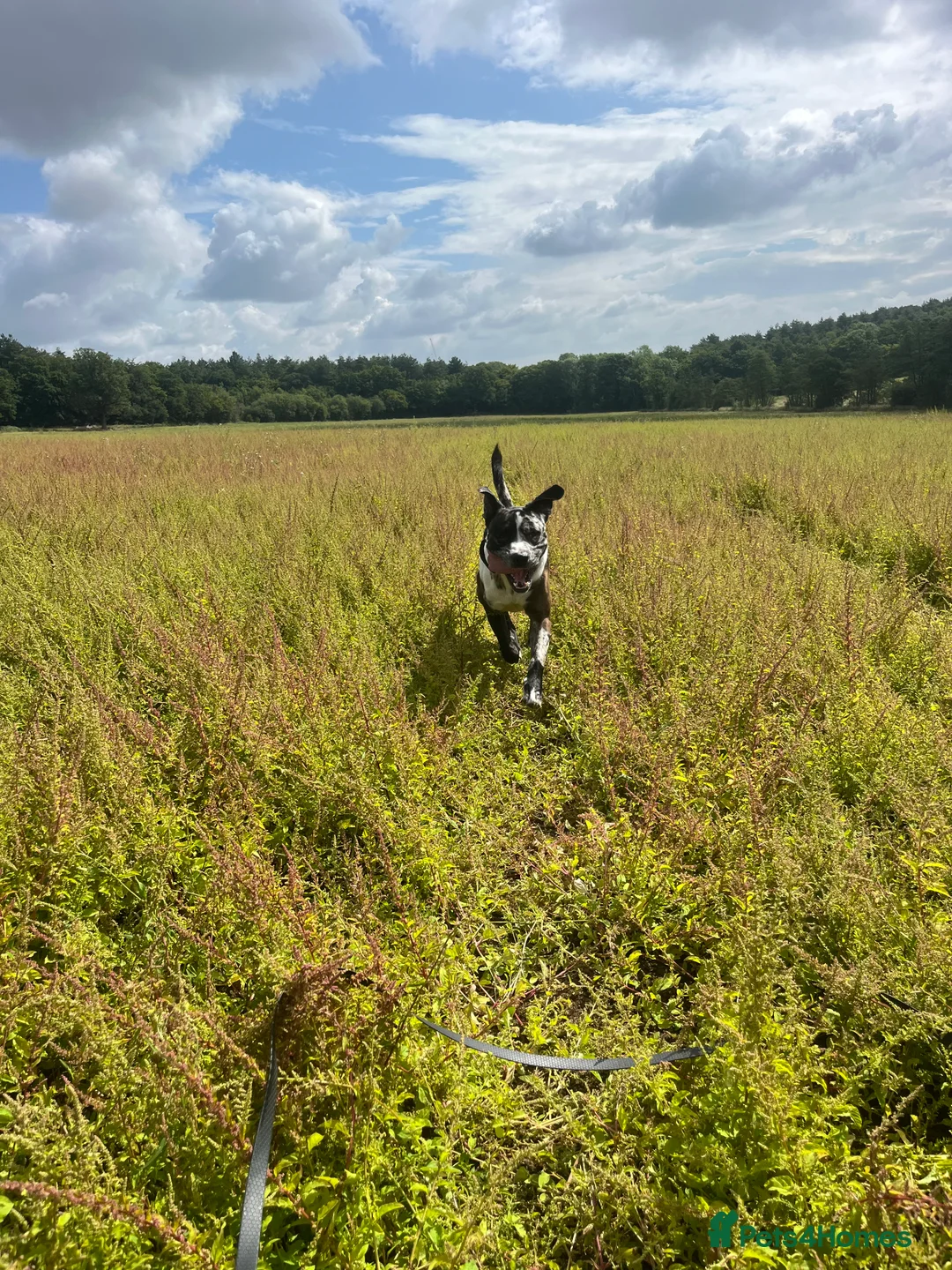 Mixed Breed dogs for sale: Stunning litter of 7 Presa Canario X Bandog - Advert 4