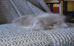 Mini Lion Lop rabbits for sale: beautiful mini sm lion lops and mini lops - Image 12