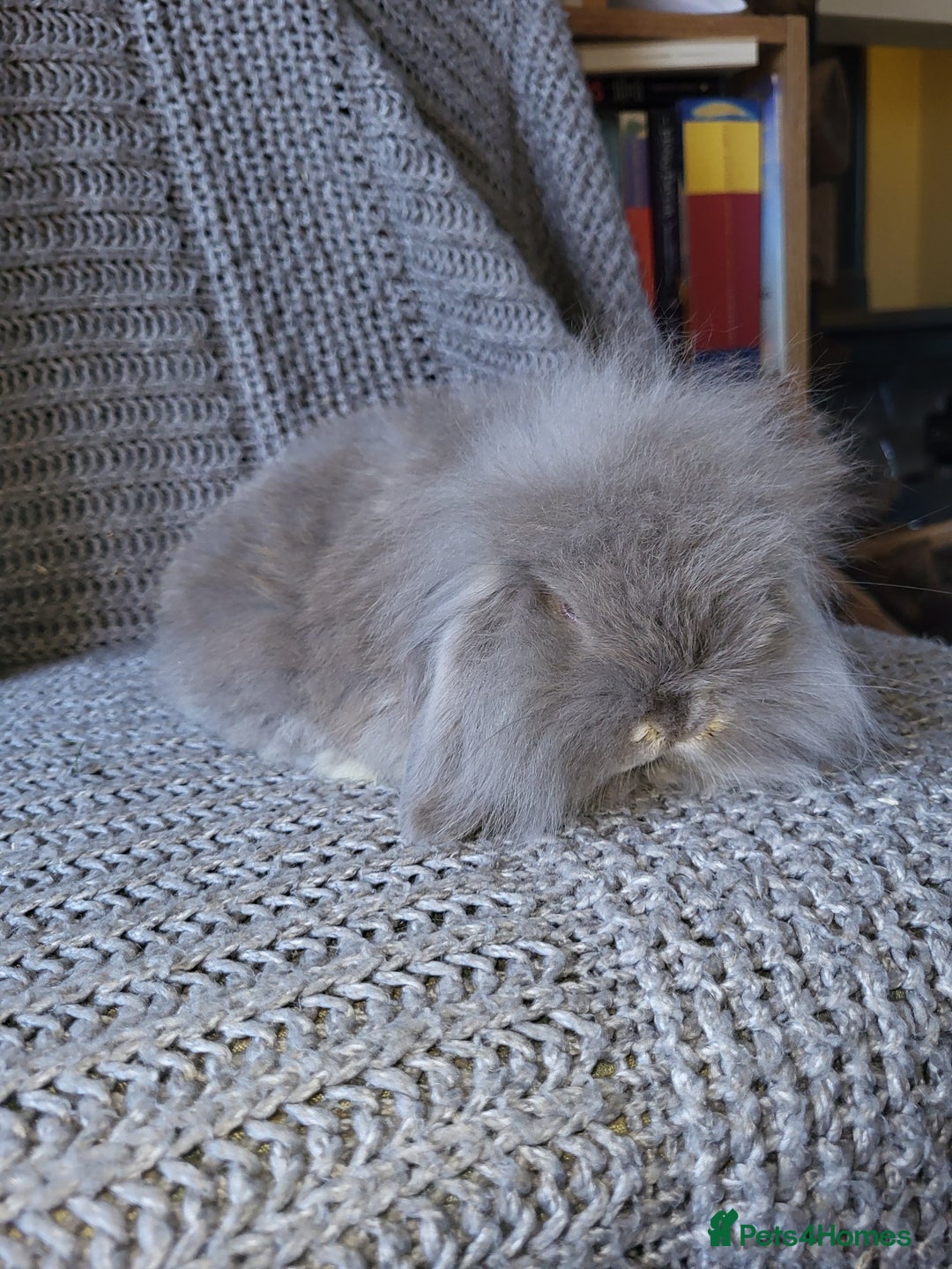 Mini Lion Lop rabbits for sale: beautiful mini sm lion lops and mini lops - Image 12