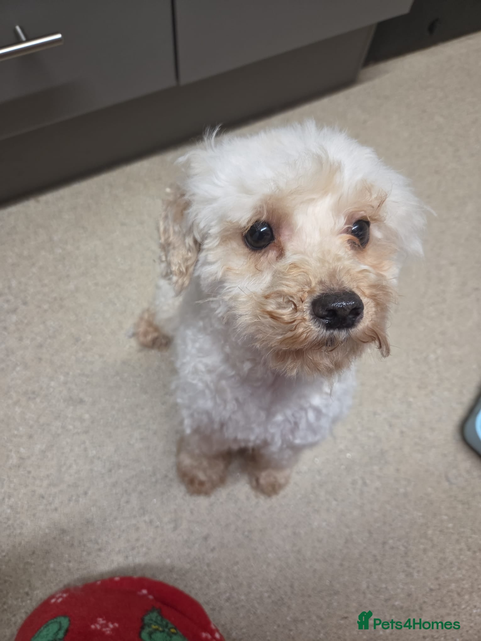 Jackapoo dogs  🐶 Jackapoo For Rehoming – Loving Home Wanted 🐶 - Advert 1