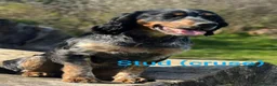 Mixed Breed dogs for sale: Cocker x sprollie  - Advert 10