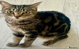 Mixed Breed cats for sale: Loving tabby cat looking for forever home ASAP - Image 7