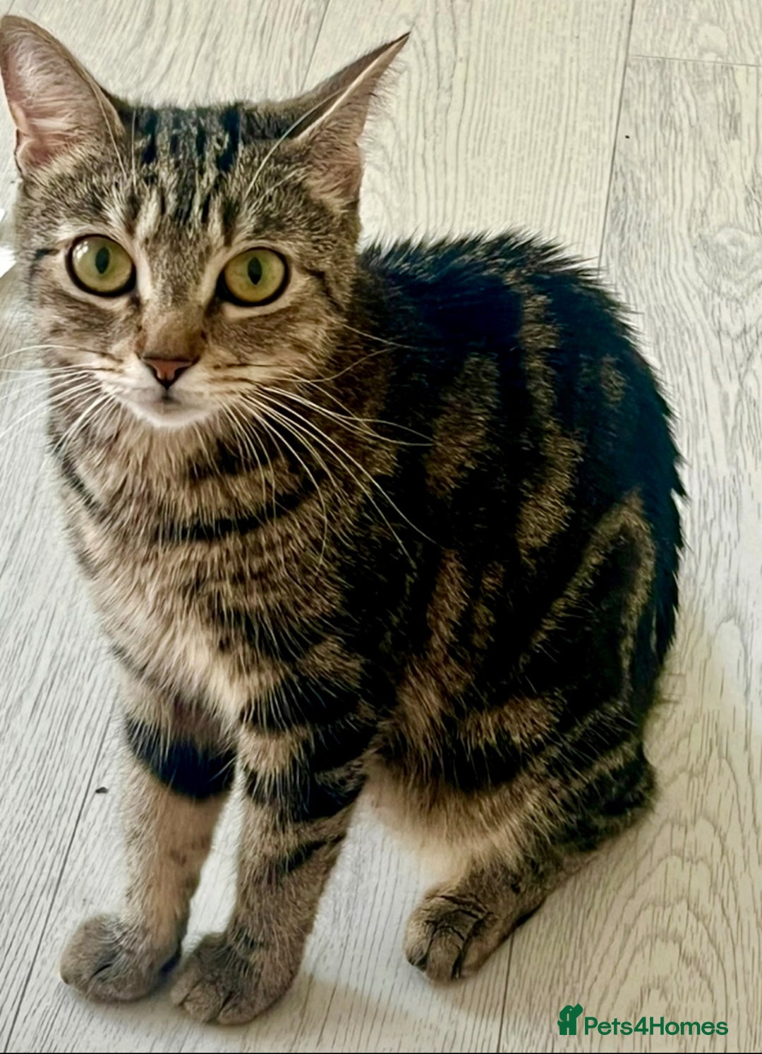 Mixed Breed cats for sale: Loving tabby cat looking for forever home ASAP - Image 7