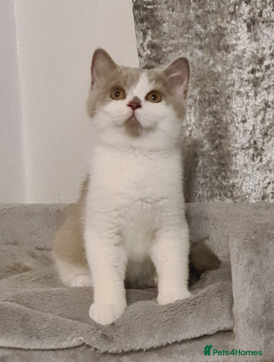 British Shorthair cats Ready Now 💙British ShortHair kitten GCCF  - Advert 5