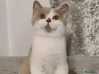 British Shorthair cats Ready Now 💙British ShortHair kitten GCCF - Advert 5