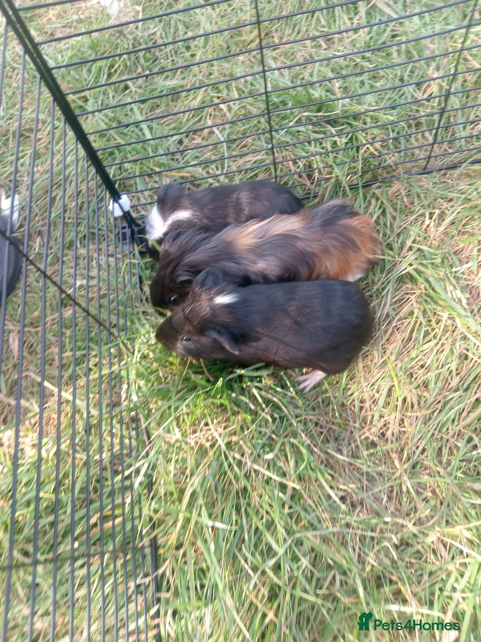 Guinea Pig rodents for sale: Guinea pigs available  - Advert 4