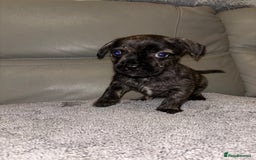 Mixed Breed dogs for sale: Rare Frenchie and Yorkie Mix litter - Image 10