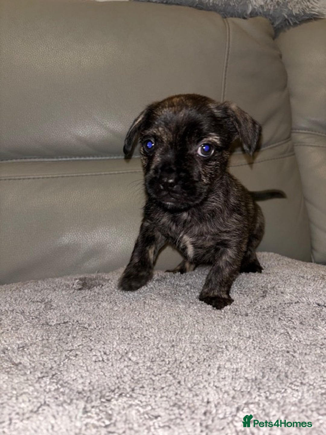 Mixed Breed dogs for sale: Rare Frenchie and Yorkie Mix litter - Image 10