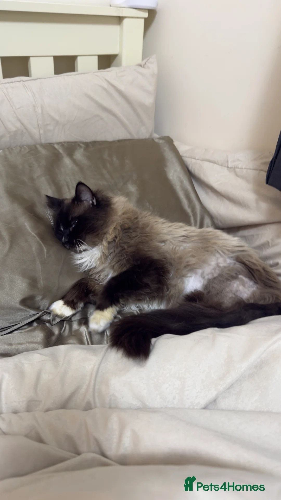 Ragdoll cats for sale: Seal point male ragdoll  - Advert 2