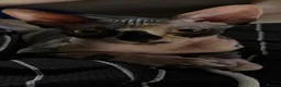 Sphynx cats for sale: Sfinx in Bedford - Advert 3