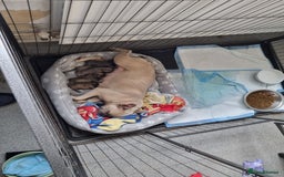 French Bulldog dogs for sale: Litter of French bulldog puppies - Image 6