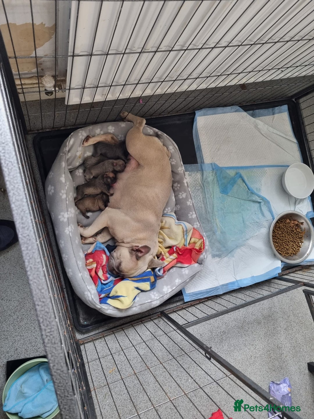 French Bulldog dogs for sale: Litter of French bulldog puppies - Image 6